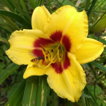 Hemerocallis Little Cadet