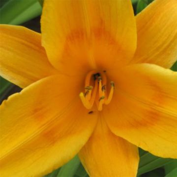 Hemerocallis Lucretius
