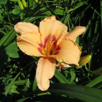 Hemerocallis Lynn Hall
