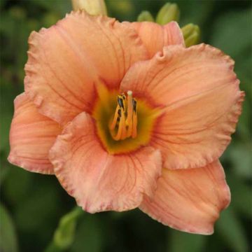 Hemerocallis Mama Cha Cha