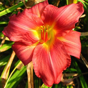 Hemerocallis New Note