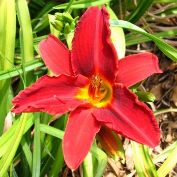 Hemerocallis Oriental Ruby