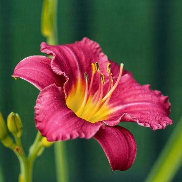 Hemerocallis Pardon Me Hemerocallis Pardon Me