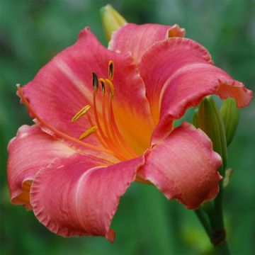 Hemerocallis Persian Market