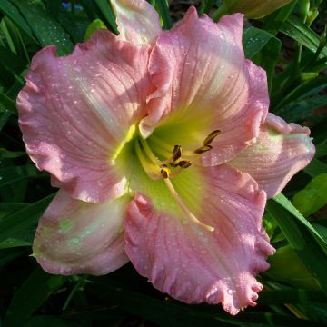 Hemerocallis Pink Flirt