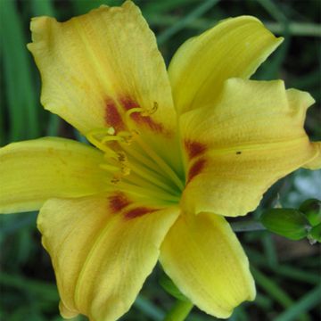 Hemerocallis Pinocchio