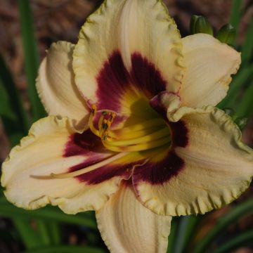 Hemerocallis Raspberry Candy