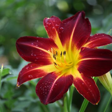 Hemerocallis Ruby Spider Hemerocallis Ruby Spider