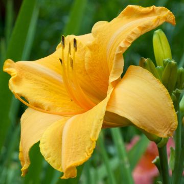 Hemerocallis Ruffled Apricot