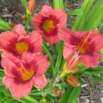 Hemerocallis Siloam Jim Cooper