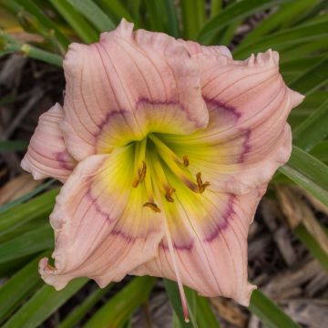 Hemerocallis Siloam David Kirchhoff