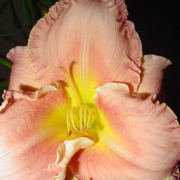 Hemerocallis Someone Special