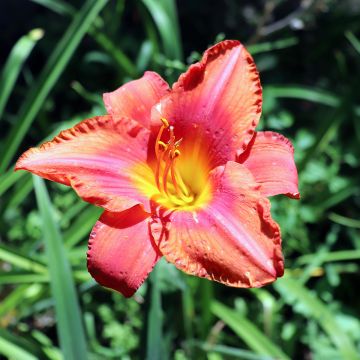 Hemerocallis South Seas