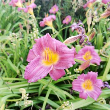Hemerocallis Speak to Me