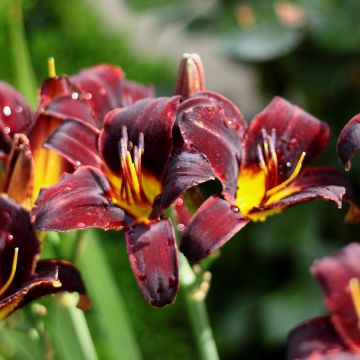 Hemerocallis Starling