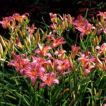 Hemerocallis Sugar Candy