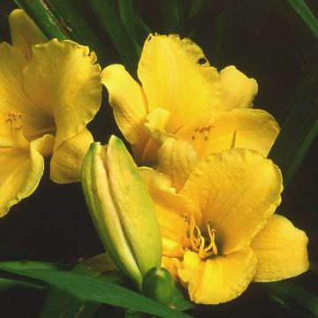 Hemerocallis Sun's Eyes