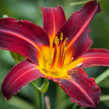 Hemerocallis Sweet Hot Chocolate