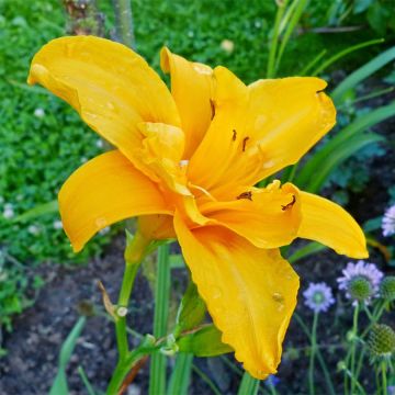 Hemerocallis Three Tears