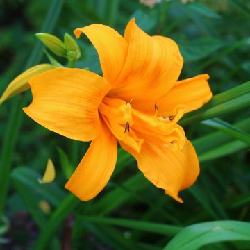 Hemerocallis Three Tears