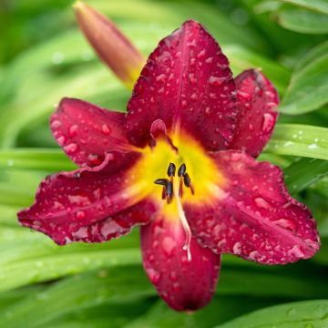 Hemerocallis Vintage Bordeaux