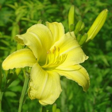 Hemerocallis citrina