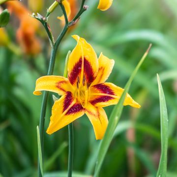 Hemerocallis Bonanza