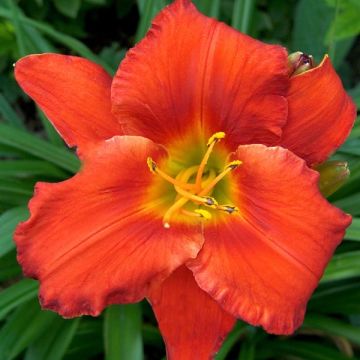 Hemerocallis Amadeus