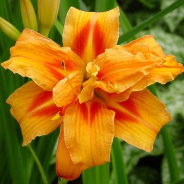 Hemerocallis Apricot Beauty
