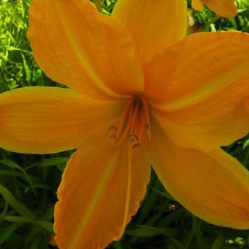 Hemerocallis Cartwheels