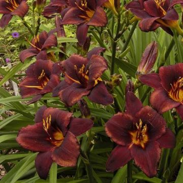 Hemerocallis Chocolate Candy