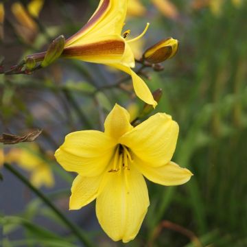 Hemerocallis Corky