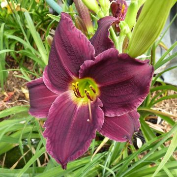 Hemerocallis Grape Velvet
