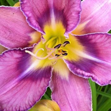Hemerocallis Mildred Mitchell