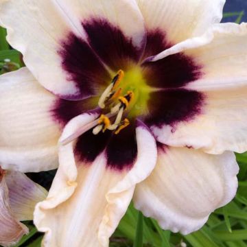 Hemerocallis Piano Man