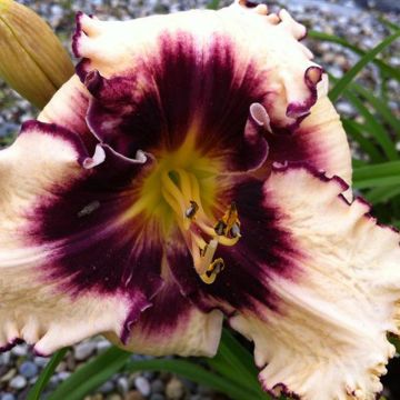 Hemerocallis Sabine Baur