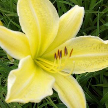 Hemerocallis Silver King