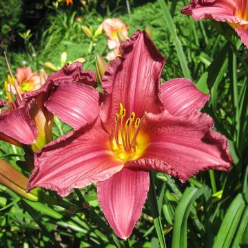 Hemerocallis Summer Wine