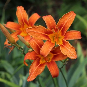 Hemerocallis fulva