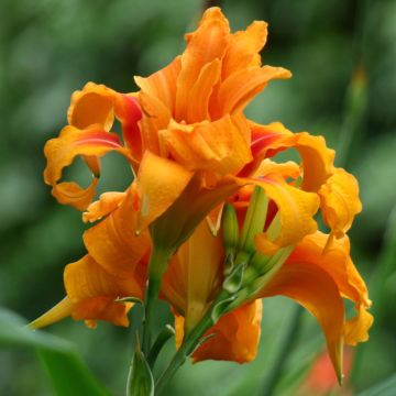 Hemerocallis fulva Flore Pleno
