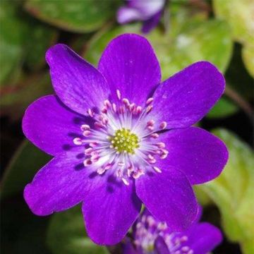 Hepatica nobilis Purple Forest