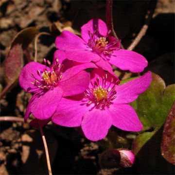 Hepatica nobilis Red Forest