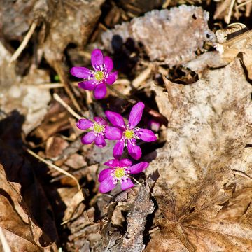 Hepatica nobilis Red Forest Hepatica nobilis Red Forest