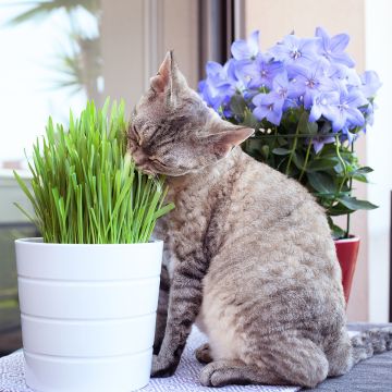 Relva para gatos - Mistura de gramíneas