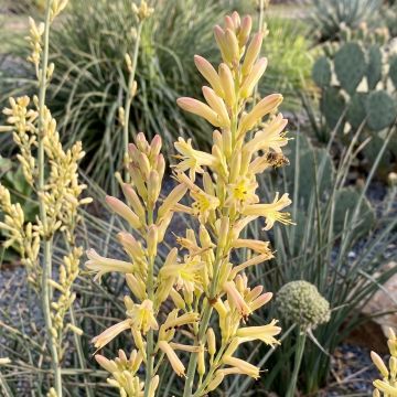Hesperaloe parviflora Arizona Sunrise - Iúca-vermelha