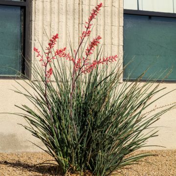 Hesperaloe parviflora Arizona Sunrise