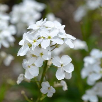 Hesperis matronalis Alba Hesperis matronalis Alba