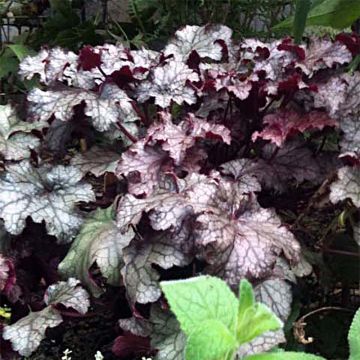 Heuchera Amethyst Myst