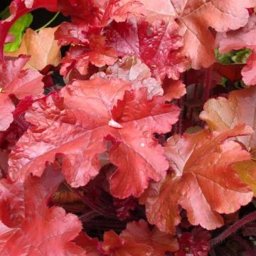 Heuchera Coral Sea