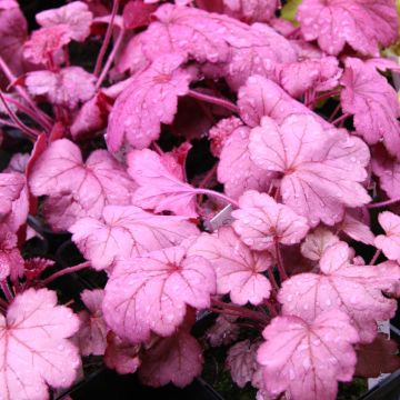 Heuchera Georgia Plum
